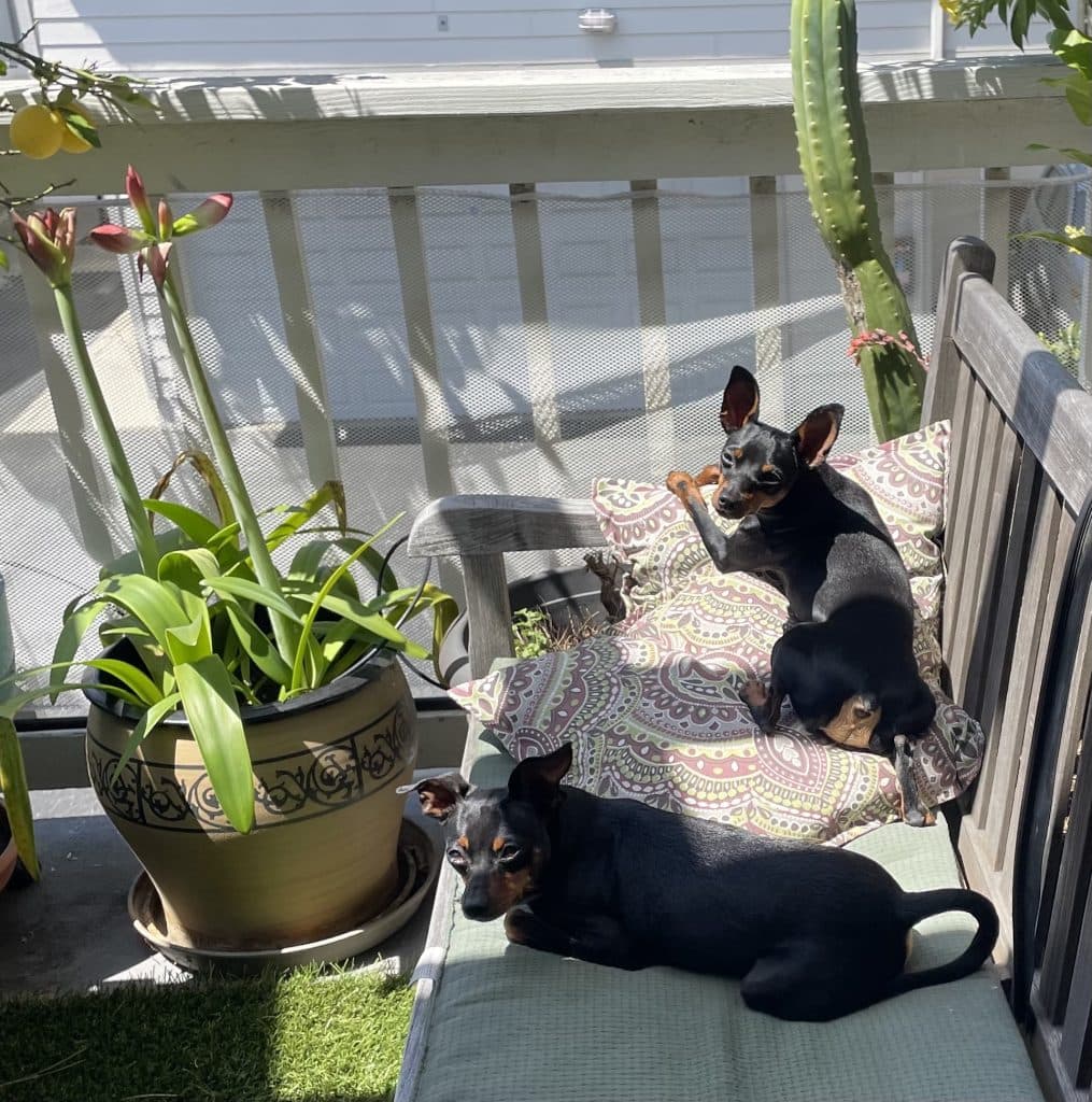 Keeping Your Dog Safe on the Fourth of July