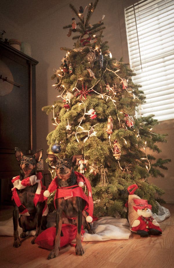 Dogs at Christmas: The Unofficial Santa Paws!