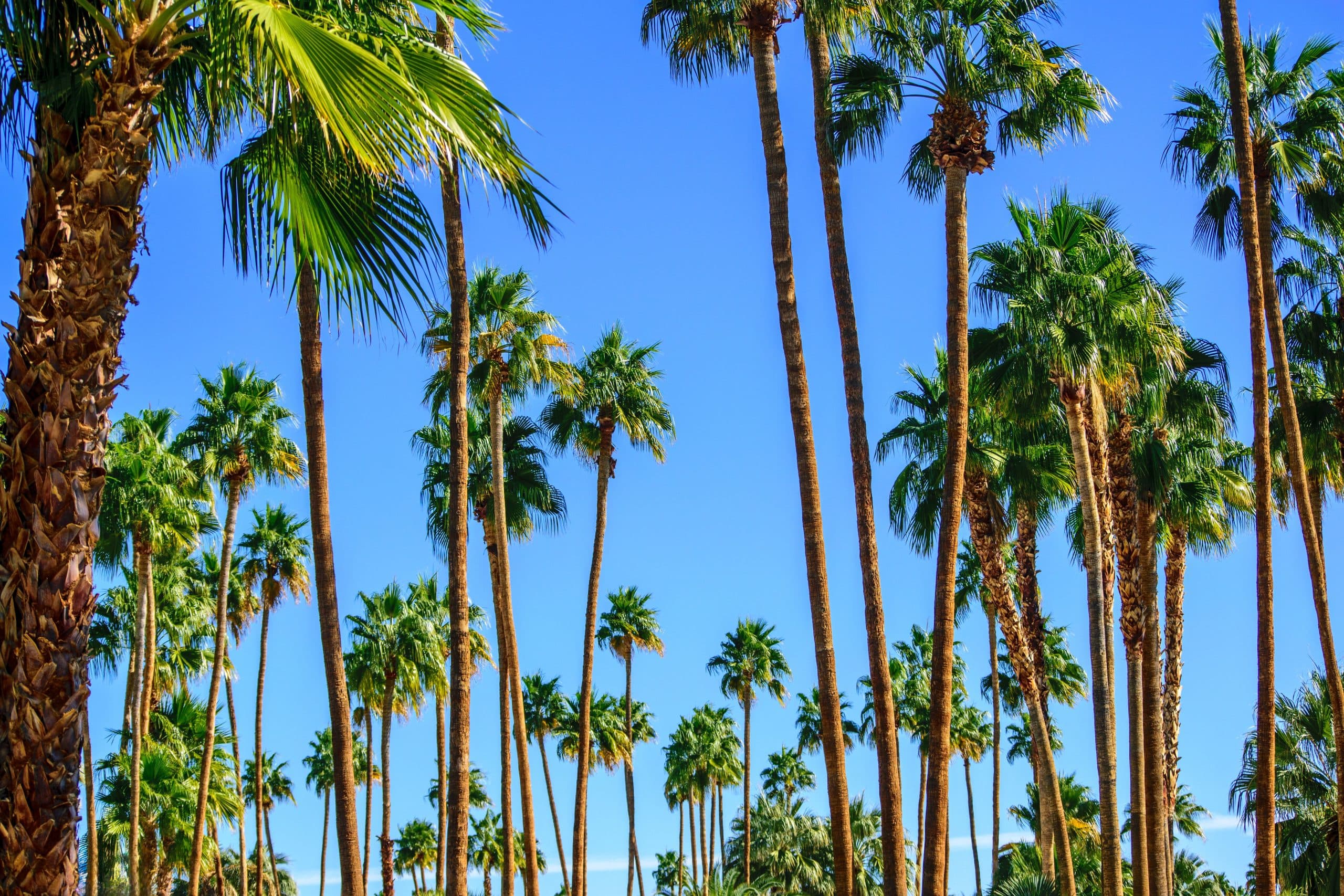 Unrivaled, Unmatched, Unbothered: Why South Bay Real Estate Remains America’s Ultimate Flex